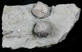 Blastoid (Pentremites) Fossils - Illinois #25406-1